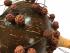 Large Shekere / Cabasa / Natural Coconut Maracas with Ruraksha Seeds - Beautiful Sound, Fair Trade