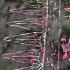 Sarong Beach Coverup Batik from Bali Large Size Black, White & Pink Flowers